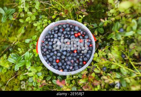 Wilde reife Heidelbeere und Preiselbeere in Plastikschale im Sommerwald. Stockfoto