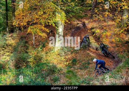 Drei Männer fahren Mountainbikes auf einem Trail ein herbstlicher Tag auf Cannock Chase in Staffordshire. Stockfoto