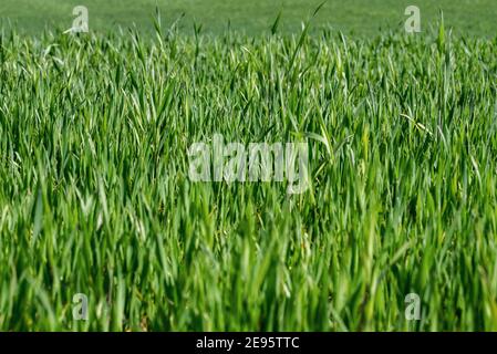 Grünes Feld mit schönen saftigen jungen Frühling Sommer grün Gras.Weizen Angezeigt Stockfoto
