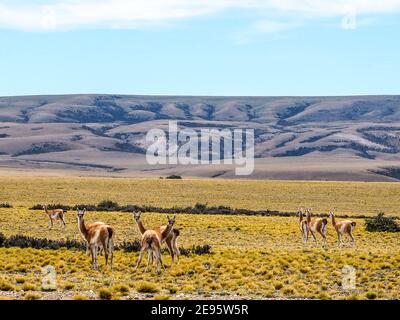 Guanacos in der Nähe von El Calafate, Patagonien, Argentinien, Südamerika Stockfoto