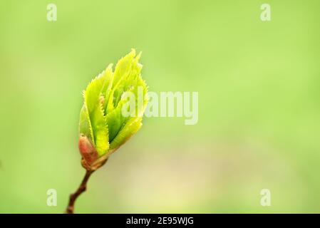 Junge Frühlingsknospe auf Ast, vor dem Hintergrund des blauen Himmels. Schöne Karte. Verschwommener blauer Bokeh Hintergrund. Konzept des Wachstums, Morgendämmerung, Erwachen Stockfoto