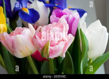 Schönes Bouquet von bunten Tulpen und Iris. Pfingstrose rosa Tulpen Nahaufnahme. Stockfoto