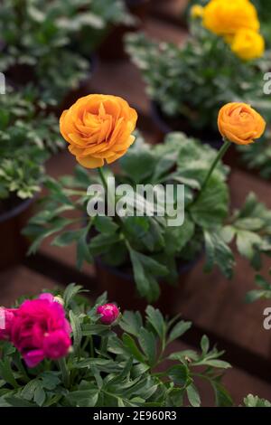 Orange, rosa und gelbe Ranunculus oder Butterblumen Stockfoto