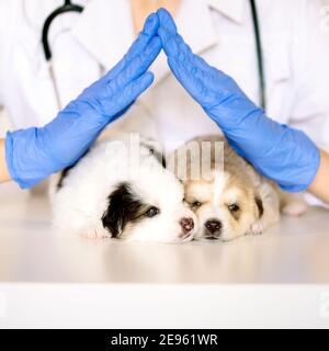 Quadratische Größe. Tierarzt hält ein paar niedliche Welpen. Nette neugeborene Hund schläft. Betreuung und Behandlung in einer Tierarztklinik. Haus und Familie. Das Konzept von Stockfoto