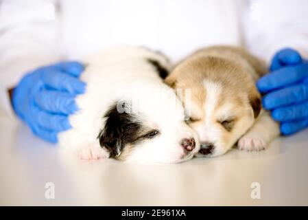Tierarzt hält ein paar niedliche Welpen. Netter neugeborener Hund schläft. Betreuung und Behandlung in einer Tierarztklinik Stockfoto