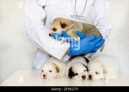 Vier Sleepy Welpen auf der Couch des Tierarztes.schöne Haustiere in der Klinik. Betreuung und Untersuchung durch einen Arzt. Akt. Mongrel Dog Day Stockfoto
