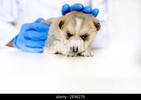 Lächelnder Tierarzt, der einen niedlichen Hund im medizinischen Büro untersucht.Tierpflege in der Tierklinik. Mongrel, reinrassige Hündin Stockfoto