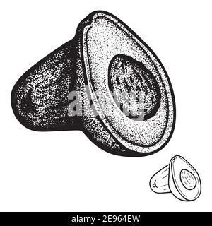 Avocado. Ganze und Scheiben Avocados mit Samen Vintage Gravur Stil Zeichnung isoliert auf weißem Hintergrund. Avocados Retro-Stil gepunktete Skizze gezeichnet ill Stock Vektor