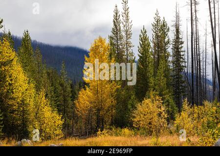 Herbstfarben von Balsam Poplar, Populus balsamifera, mit anderen Bäumen im Kootenay National Park in den kanadischen Rockies, British Columbia, Kanada Stockfoto