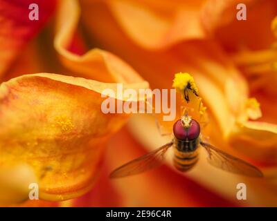 Eine Schwebefliege ernährt sich und sammelt Pollen, die zwischen leuchtendem Orange schweben Blütenblätter Stockfoto