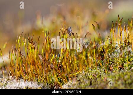 Makroaufnahme von Moos Stockfoto