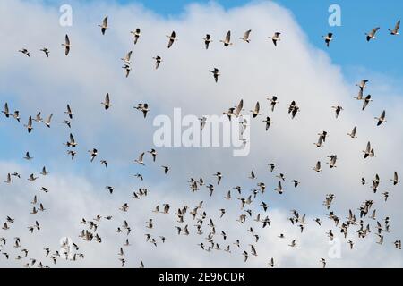 Graugänse fliegen - Stirling, Schottland, Vereinigtes Königreich Stockfoto