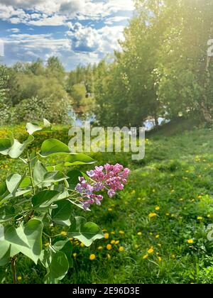 Landschaft Natur ist der Beginn des Sommers, das Ende des Frühlings. Ein blühender Zweig aus lila Flieder gegen eine grüne Lichtung mit gelben Löwenzahn-Blüten. Im Sonnenlicht Bäume, blauer Himmel weiße Wolken. Stockfoto