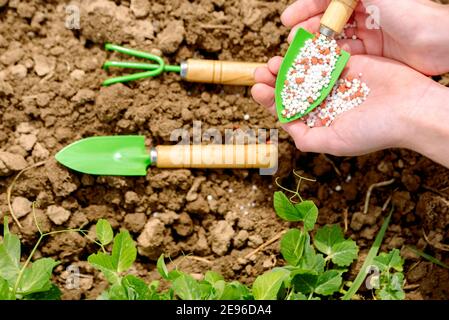 Mädchen Farmer gießt Dünger in ihre Hände. Pflanzen und Füttern, Ernte auf dem Bauernhof. Junge grüne Erbsen.Frühling und Sommer landwirtschaftliche Arbeit auf der Stockfoto