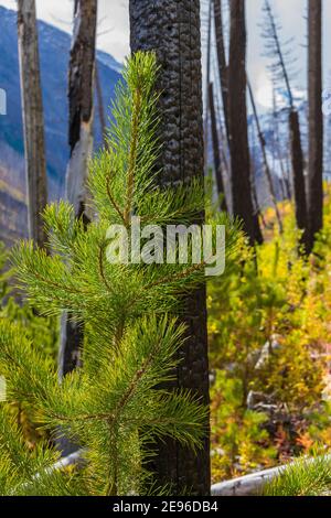 Lodgepole Pine, Pinus contorta, Nachwachsen unter verbrannten Bäumen, Kootenay National Park in den kanadischen Rockies, British Columbia, Kanada Stockfoto