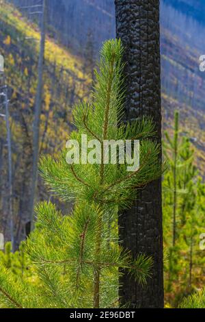 Lodgepole Pine, Pinus contorta, Nachwachsen unter verbrannten Bäumen, Kootenay National Park in den kanadischen Rockies, British Columbia, Kanada Stockfoto