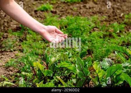 Landwirt, der jungen Pflanzen Granulatdünger gibt. Hand düngen Bio-Garten.Junge Rüben und Karotten.frisches Gemüse Stockfoto