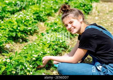 Der Gärtner verarbeitet Erdbeeren im Garten. Unkrautbekämpfung, Pflanzen blühenden Erdbeeren Busch. Frühjahr gardening.care, Umpflanzen Stockfoto