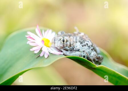 Dumpy Frösche sitzen auf einer Blume.schöne Sommerkarte. Stockfoto