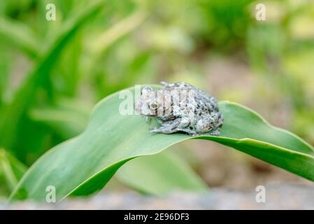 Dumpy Frösche sitzen auf einer Blume. Amphibien auf einer Blume. Grüner Hintergrund blau bokehSchöne Sommerkarte. Stockfoto