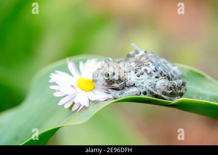 Dumpy Frösche sitzen auf einer Blume.schöne Sommerkarte. Stockfoto