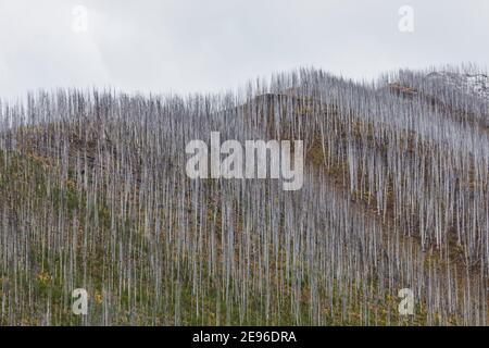 Tote Bäume, die bei einem Waldbrand von 2003 auf dem Floe Lake Trail im Kootenay National Park in den kanadischen Rockies, British Columbia, Kanada, getötet wurden Stockfoto