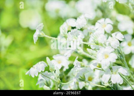 Weiße Blumen Hintergrund.Textur weiße Sommerblumen, schöne Sommer-Postkarte, Natur im Dorf. wildblumen, Feld, Frische, Tau und Regen Stockfoto