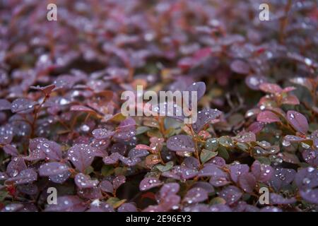 Die leuchtend roten Beeren eines Red Japanese Berberrystrauch. Berberis thunbergii f. atropurpurea Aufnahme nach Regen. Stockfoto