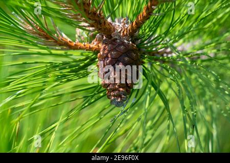Reifer Rotkiefer-Kegel, Pinus resinosa, Rotkiefer ist einhäusig und trägt sowohl männliche als auch weibliche Blüten. Auch Norway Pine oder Canadian Pine genannt. Stockfoto