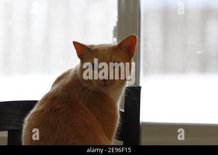 Katze sitzt auf Tisch Stockfoto