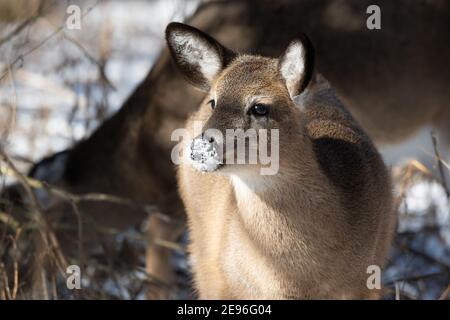 Ein junger Weißschwanzhirsch mit Schnee auf der Nase im Lynde Shores Conservation Area in Whitby, Ontario. Stockfoto