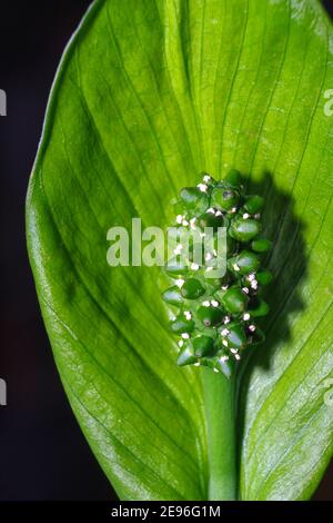 Nahaufnahme einer Friedenslilie, die ihre blühende Struktur, den Spadix und das umgebende Blatt, die Spathe, zeigt. Bei dieser Pflanze sind beide grün. Stockfoto