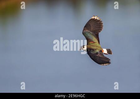 Nördlicher Kiebitz (Vanellus vanellus) Männchen, der über Wasser fliegt, Hessen, Deutschland Stockfoto