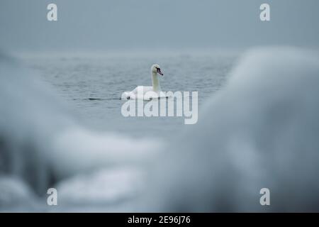 Einsamer Schwan, der im eiskalten Wasser der Ostsee in Helsinki, Finnland, wenige Stunden vor dem Einfrieren im Januar 2021 schwimmt. Stockfoto