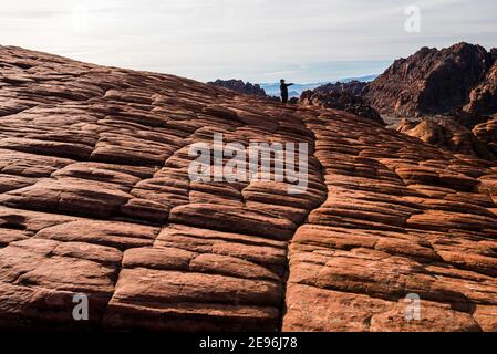 Eine Frau klettert die versteinerten Sanddünen des Snow Canyon State Park, Utah, USA. Ihre Einzelfigur verleiht dem alten Felsen Größe und Maßstab. Stockfoto