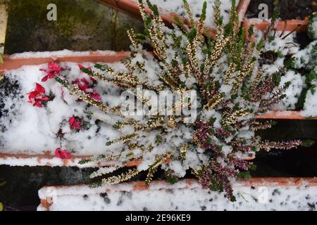 Schneebedeckter dreifarbiger Heidekraut-Strauch und petite Efeu-Blattrosa rot Lila Cyclamen in einem geschützten Stadtgarten Hardy immergrünen Laub In den kalten Monaten Stockfoto