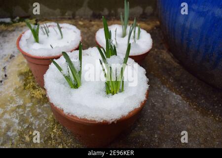 Schneeglöckchen taucht durch schneebedeckten Boden auf. Die Blätter sind wie Riemen erscheinen mit der Blüte im Frühjahr Es blüht vor Narzissen und Bluebells Stockfoto