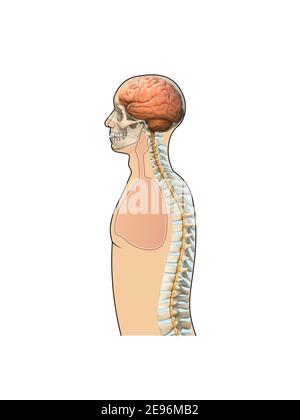 Der menschliche Körper - Wirbelsäule, Gehirn, Seitenansicht. Kombination von 3D und Foto Stockfoto