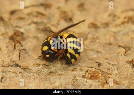 Antidefensives Roll-up-Verhalten in der kleinen Wespe Chelonites abbreviatus Stockfoto