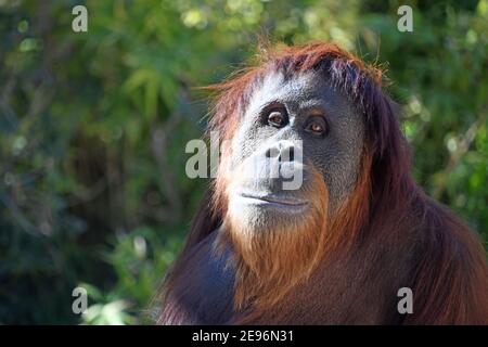 Sumatran Orangutan posiert für ein Foto auf einem warmen sonnigen Tag Stockfoto