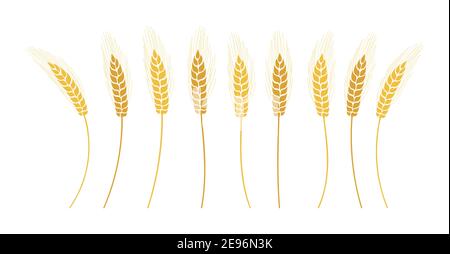 Weizen Ohren Cartoon-Set. Gelb reife Stacheletts Weizen trennen, verschiedene Formen. Landwirtschaftliche Symbol Hafer für Bäckerei, Mehlproduktion. Design Bio Bauernhof Elemente Brot Verpackung Bier Label Vektor Stock Vektor