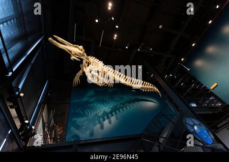 Seattle, Washington, USA. Februar 2021. Ein Schnabelwal-Skelett begrüßt die Besucher im Großen Atrium während der Wiedereröffnung des Burke Museums. Diese Woche sind mehrere Grafschaften im Westen Washingtons auf Phase 2 des Plans zur Wiedereröffnung des Staates vorgerückt, der es Restaurants und Live-Unterhaltungseinrichtungen ermöglicht, auf 25% Kapazität wieder zu öffnen. Quelle: Paul Christian Gordon/Alamy Live News Stockfoto