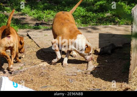 Amerikanischer Pit Bull, der im Hof herumspielt. Hochwertige Fotos Stockfoto