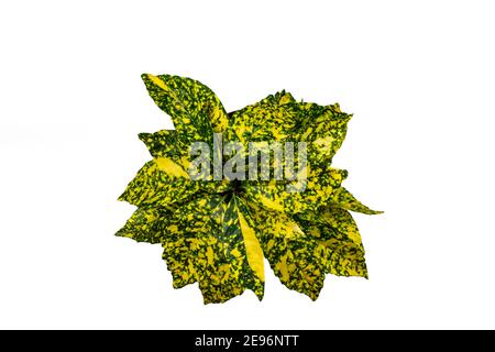 Aucuba japonica im Topf mit weißem Hintergrund, Overhead-Ansicht Stockfoto