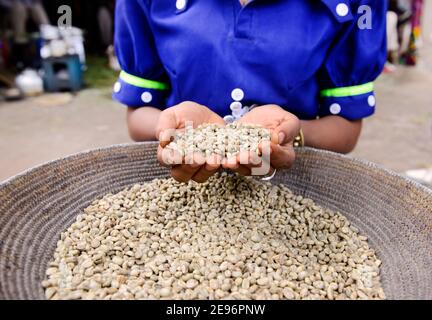 Eine Tigray-Frau, die in Axum, Äthiopien, Abfall aus dem Stapel frischer Kaffeebohnen aussortiert. Stockfoto