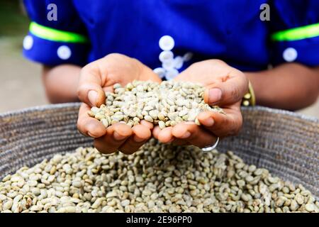 Eine Tigray-Frau, die in Axum, Äthiopien, Abfall aus dem Stapel frischer Kaffeebohnen aussortiert. Stockfoto