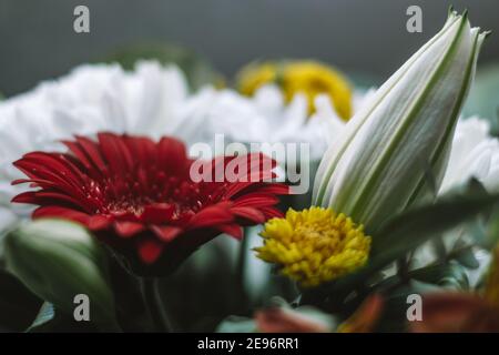 Helles Bouquet von gerbera Chrysantheme Lilien grüne Blätter close-up. Eine Weihnachtskarte mit floralem Hintergrund für jeden Anlass. Selektiver Fokus. Stockfoto