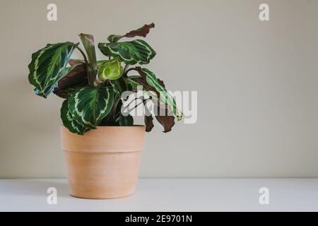 Blume von Calathea Medallion, eine bunte große Hauspflanze mit bunten detailreichen Blättern, in Keramik-Terrakotta-Topf. Stockfoto