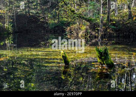 Ein schöner und geheimnisvoller Teich 'Kaminokoike' umgeben von der Natur Und Grün von Hokkaido Stockfoto