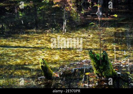 Ein schöner und geheimnisvoller Teich 'Kaminokoike' umgeben von der Natur Und Grün von Hokkaido Stockfoto